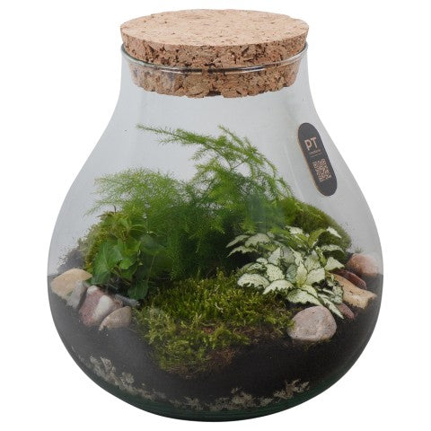 PTTER8116 Arrangementen kamerplanten groen 26cm 23cm Pot
