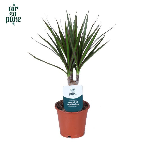 Dracaena marginata 45cm 12cm Pot
