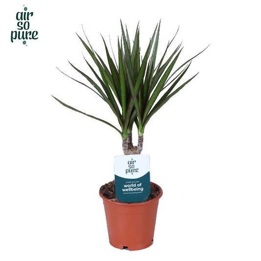 Dracaena marginata 45cm 12cm Pot