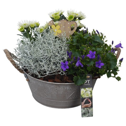 PTSO6012 Arrangementen Tuinplanten 23cm 23cm Pot