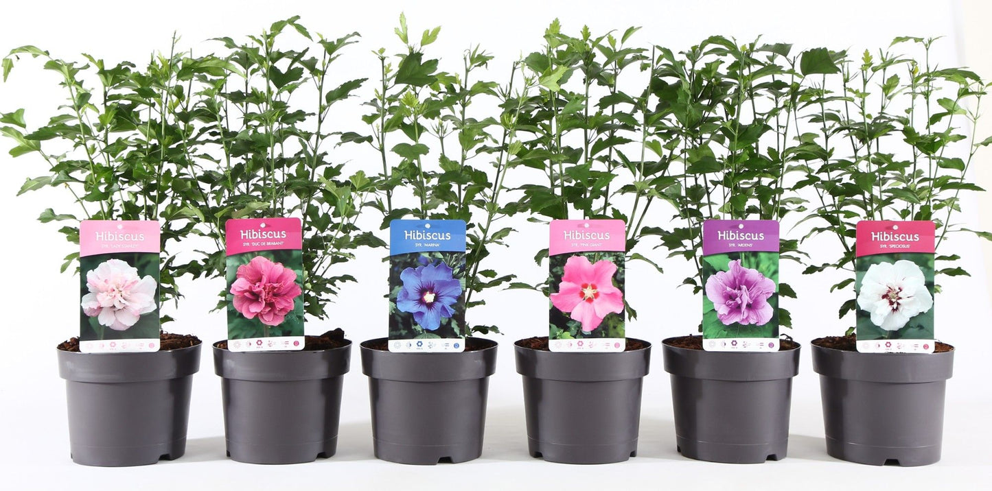 Hibiscus syriacus mix 55cm 19cm Pot