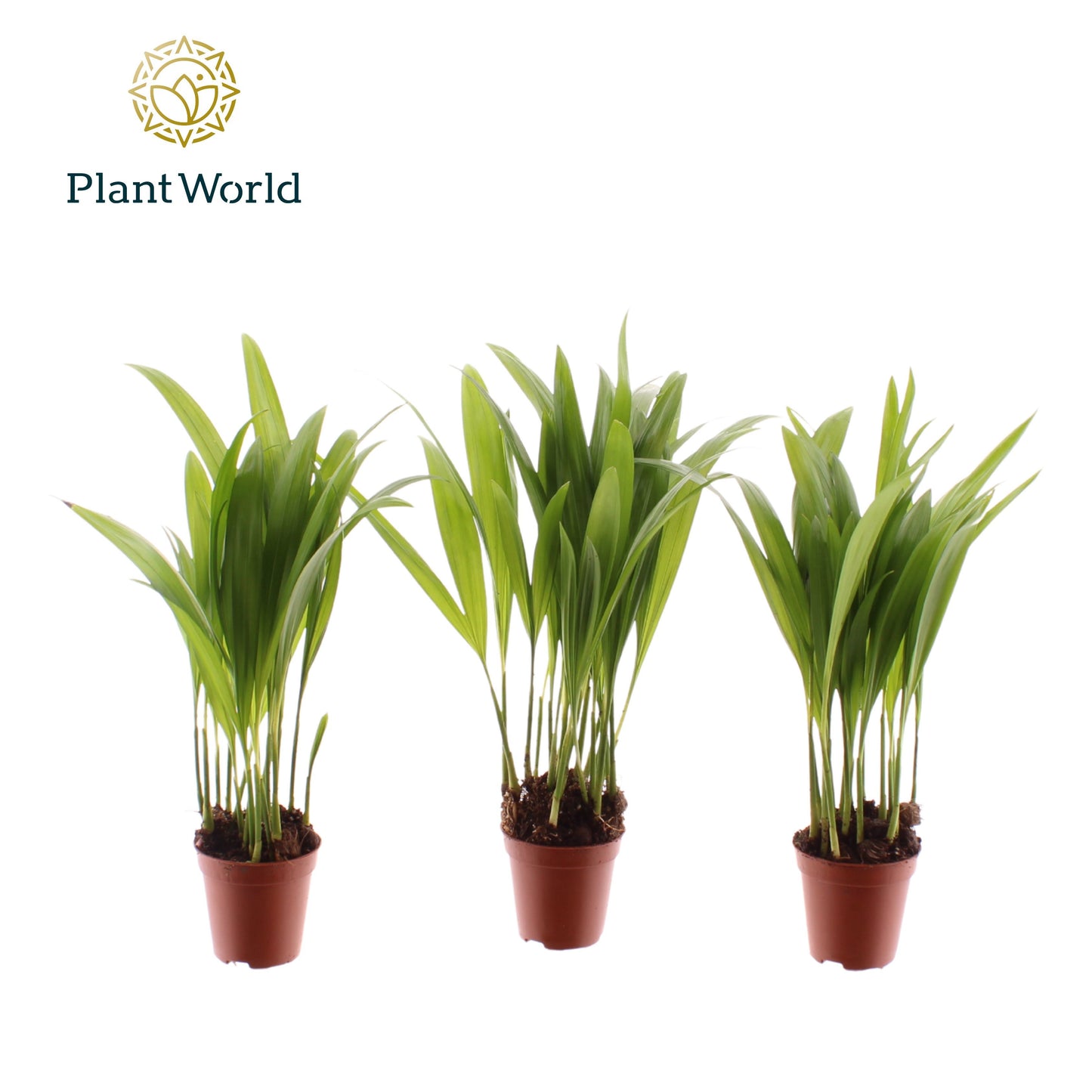 Dypsis lutescens 25cm 505cm Pot