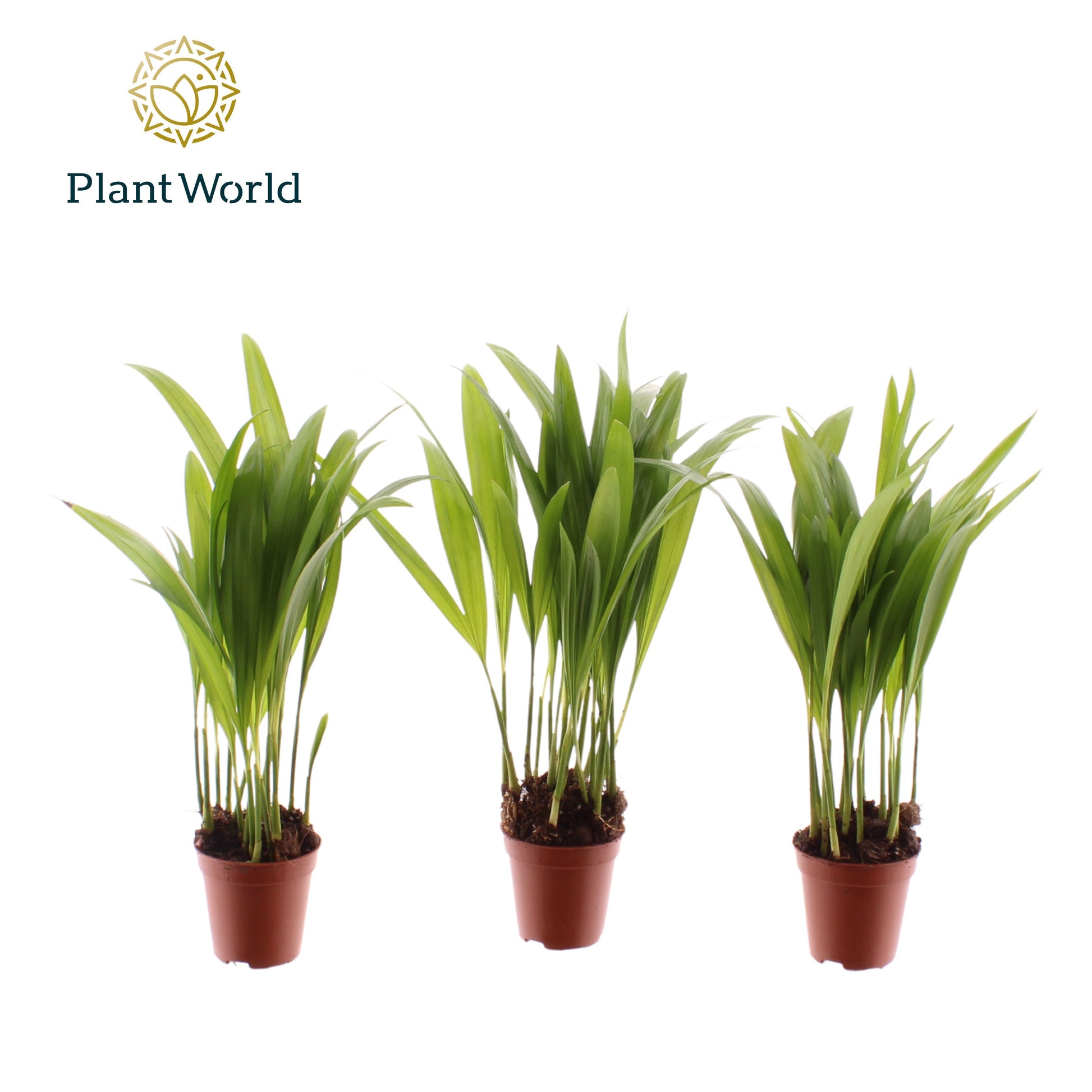 Dypsis lutescens 25cm 505cm Pot