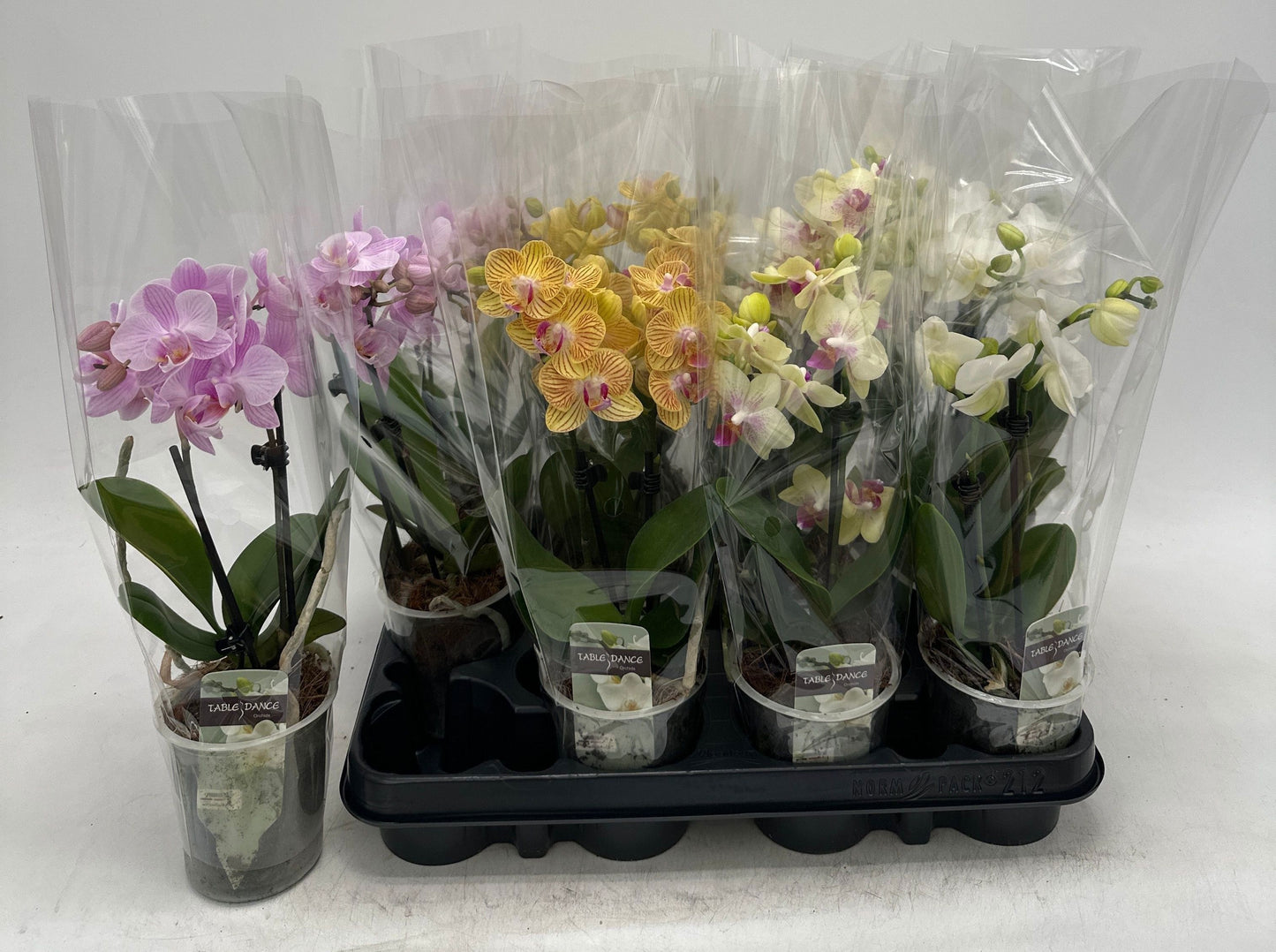 Phalaenopsis mix 27cm 9cm Pot
