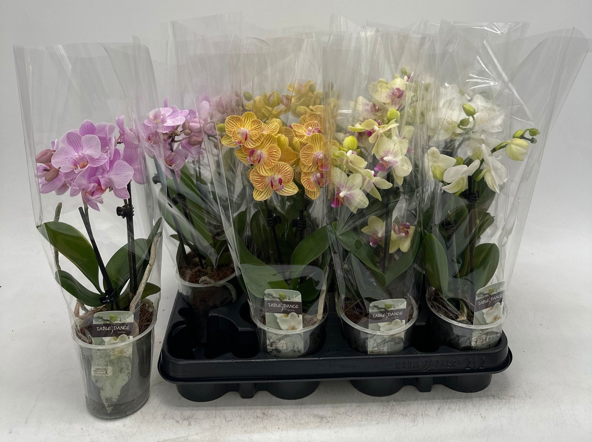 Phalaenopsis mix 27cm 9cm Pot