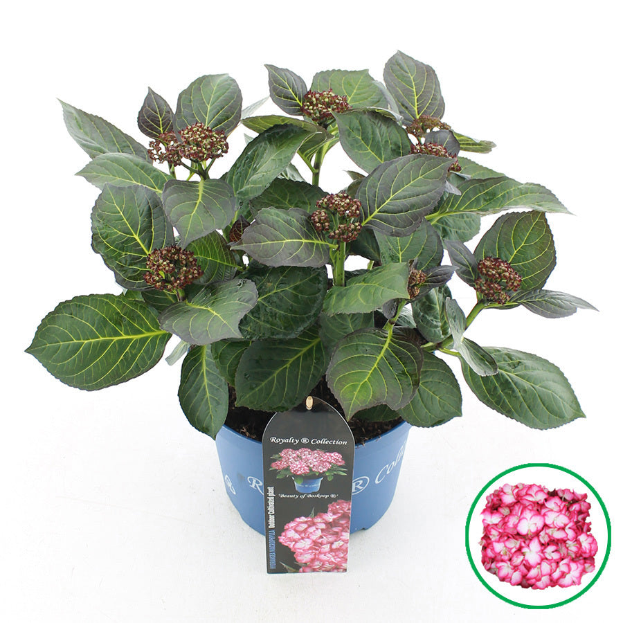 Hydrangea macr. Royalty  Beauty 45cm 23cm Pot