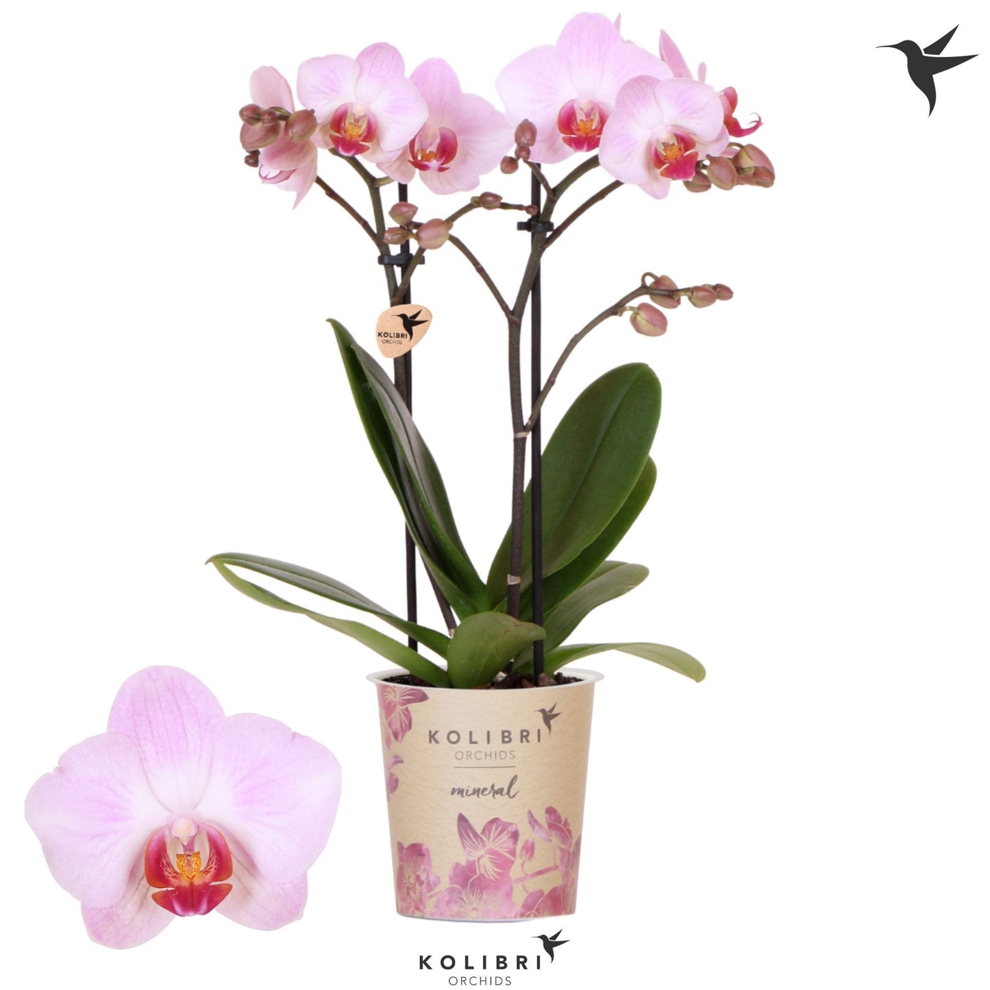 Phalaenopsis mf. Antwerp 40cm 9cm Pot
