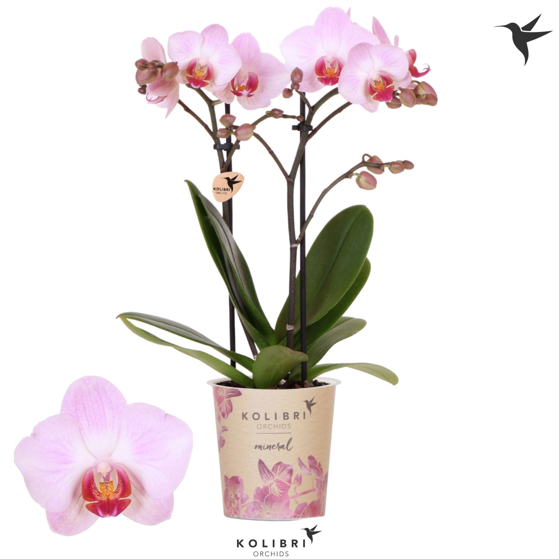 Phalaenopsis mf. Antwerp 40cm 9cm Pot