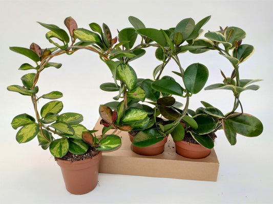 Hoya mix 45cm 12cm Pot