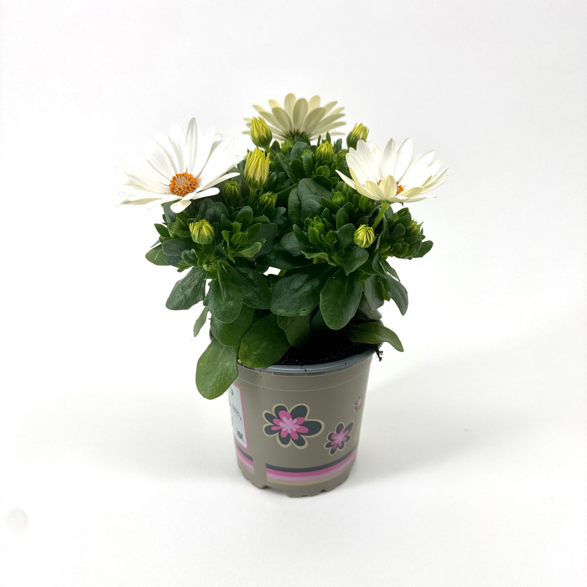Osteospermum Margarita Cream 22cm 11cm Pot