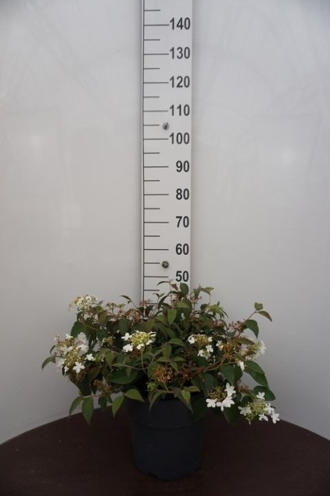 Viburnum plicatum 55cm 27cm Pot