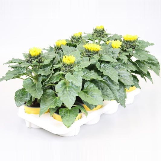 Helianthus ann. Sunsation stage 2 35cm 13cm Pot