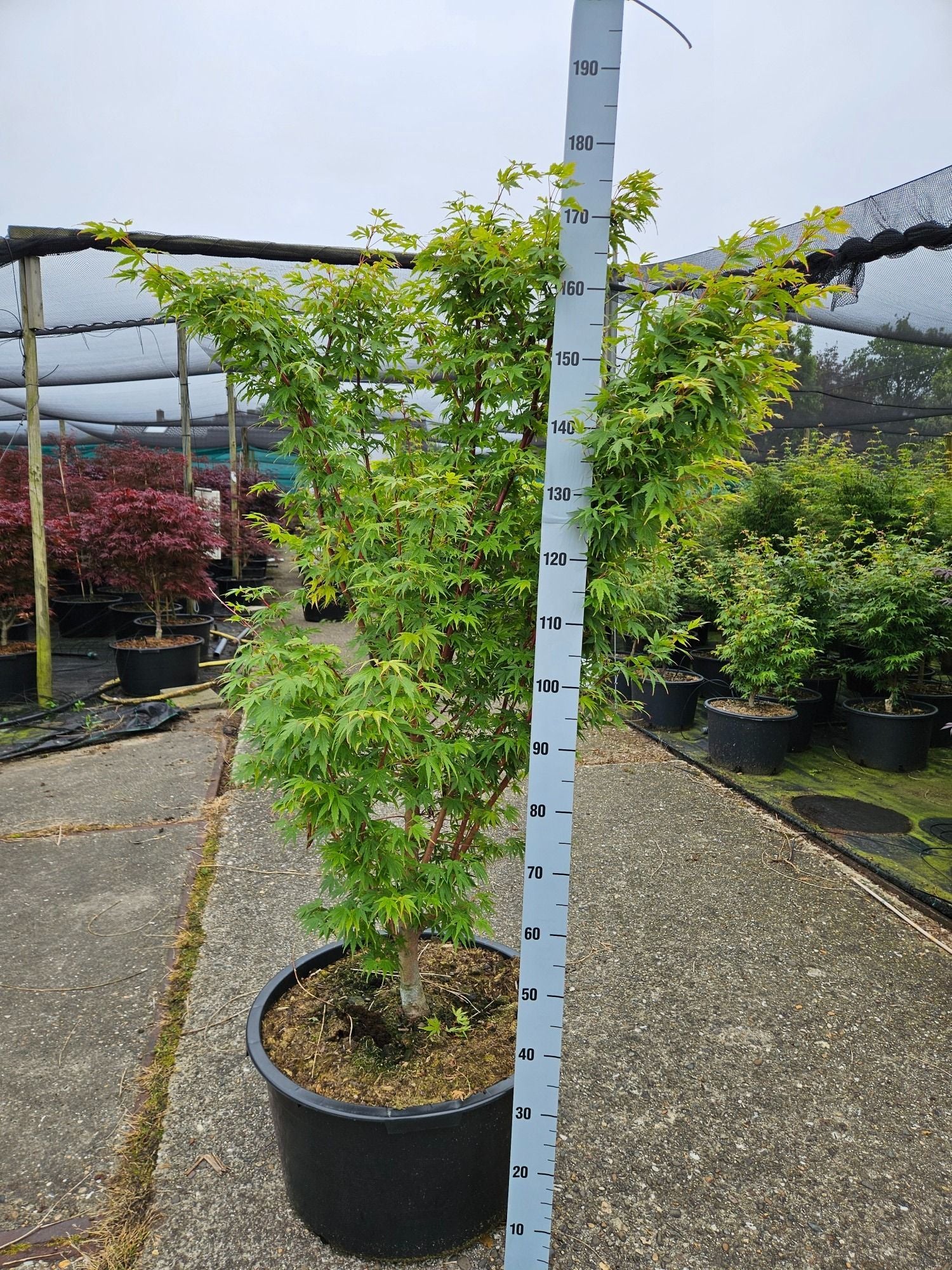 Acer Sangokaku 170cm 59cm Pot