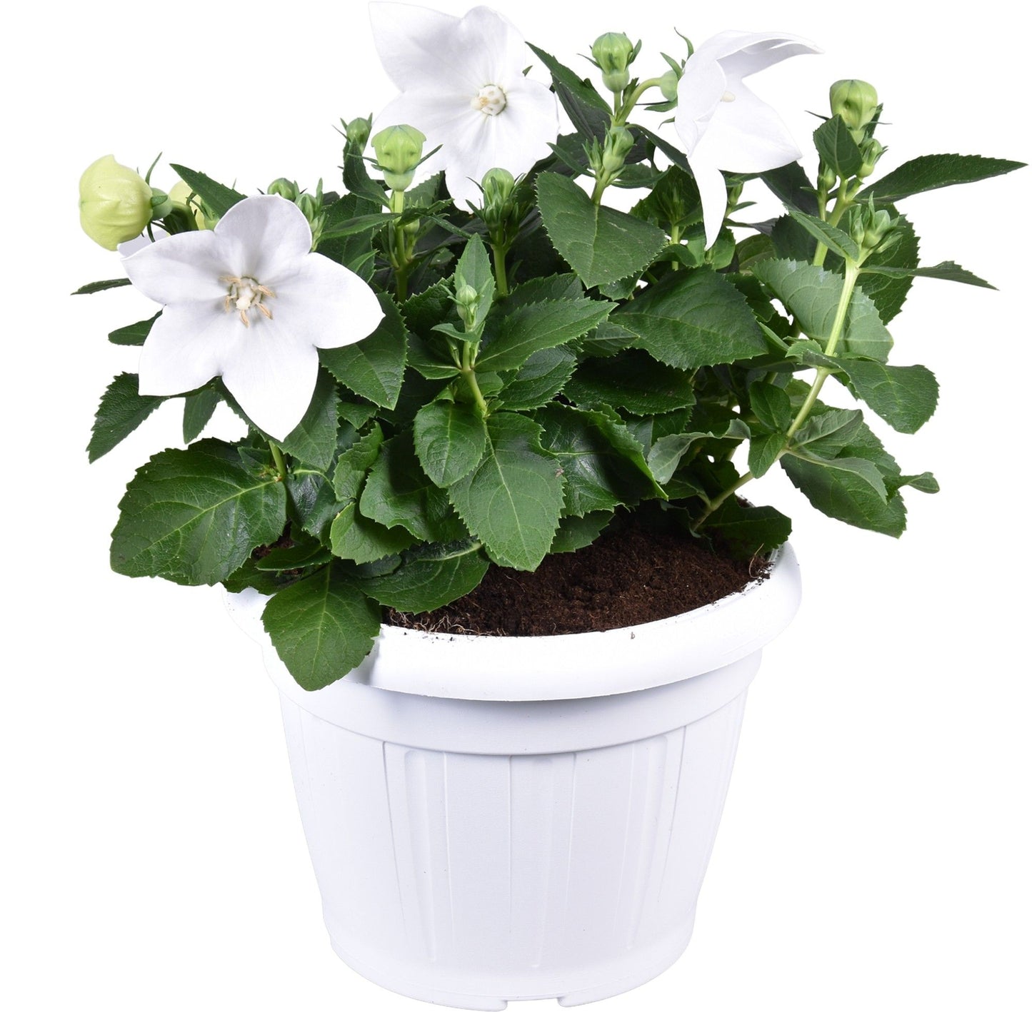 Platycodon graniflorus Astra White 35cm 22cm Pot