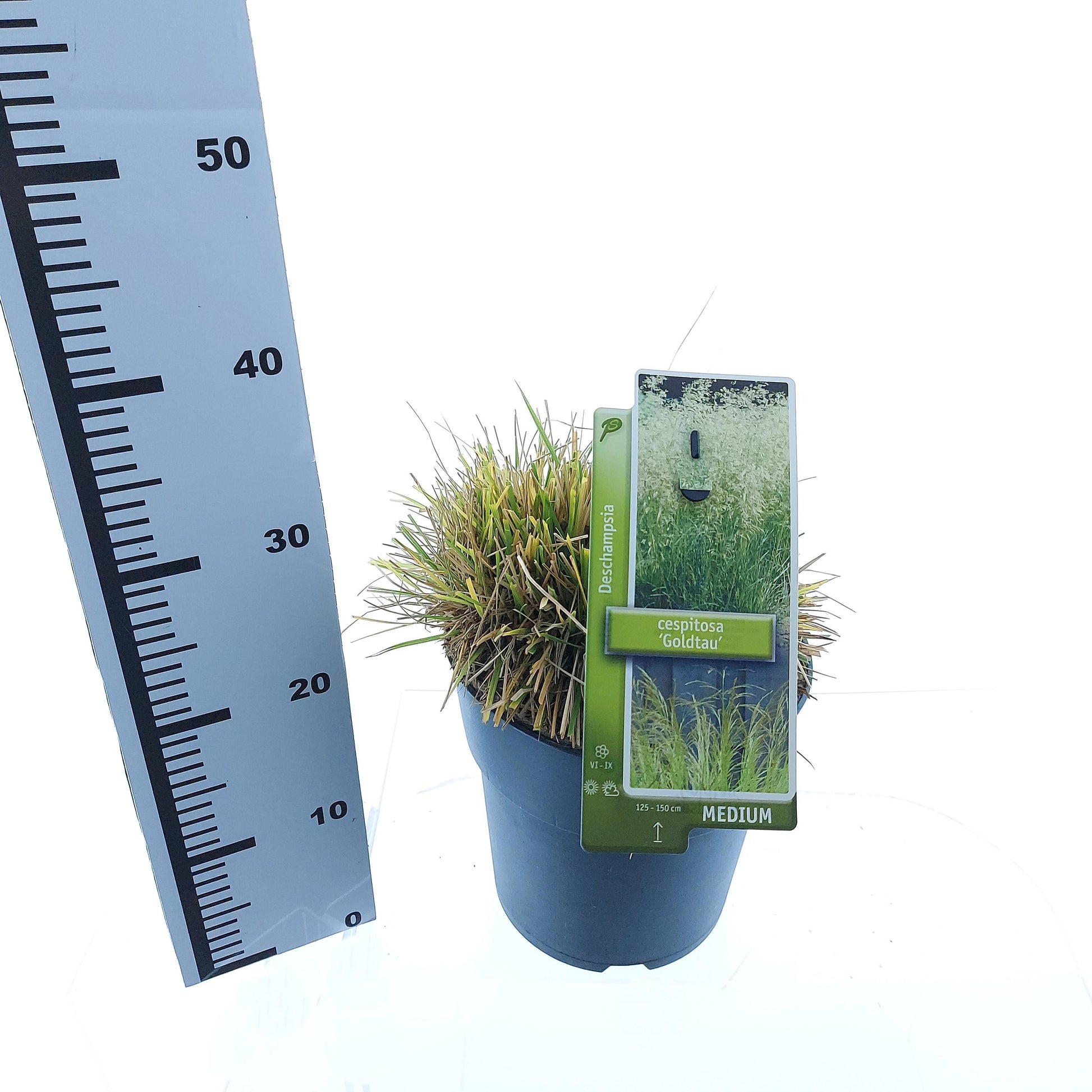 Deschampsia ces. Goldtau 30cm 23cm Pot