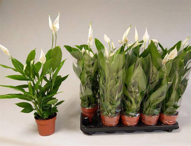Spathiphyllum Alana 50cm 12cm Pot