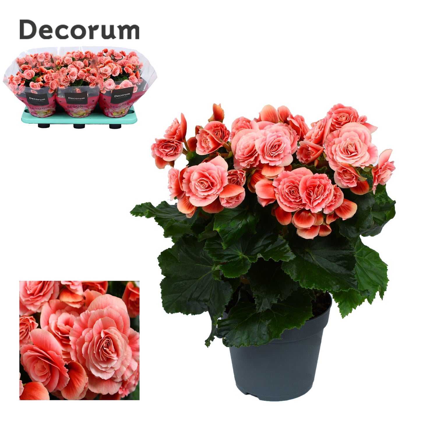 Begonia Borias 32cm 14cm Pot