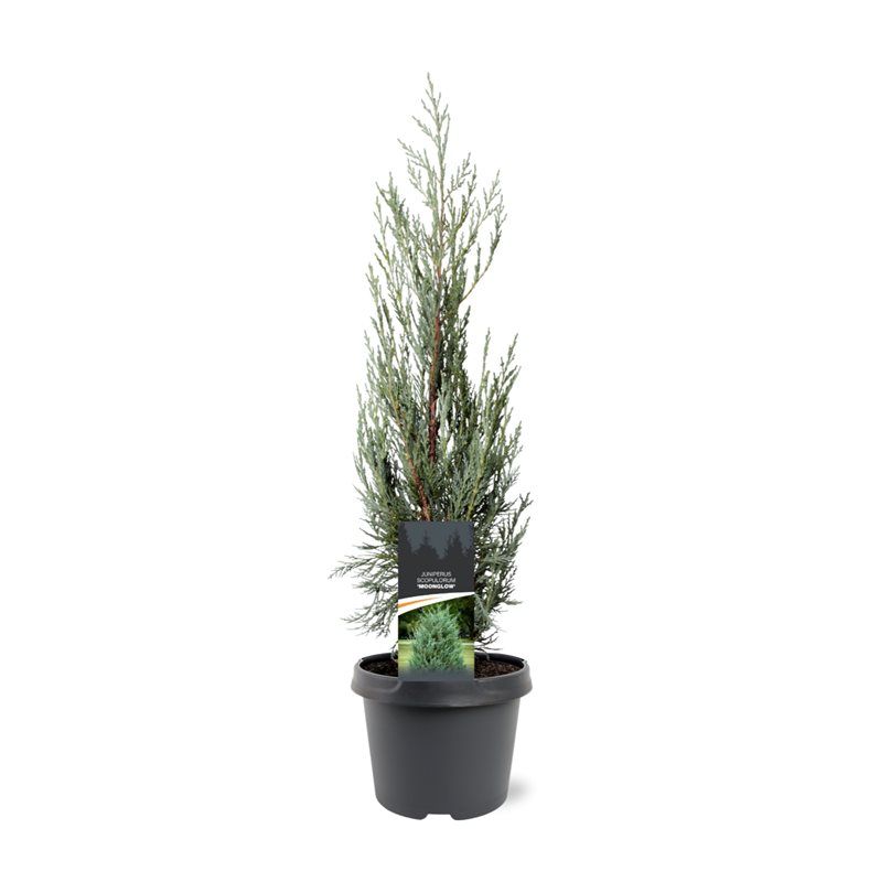 Juniper mix 45cm 19cm Pot