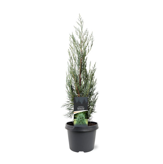 Juniper mix 45cm 19cm Pot