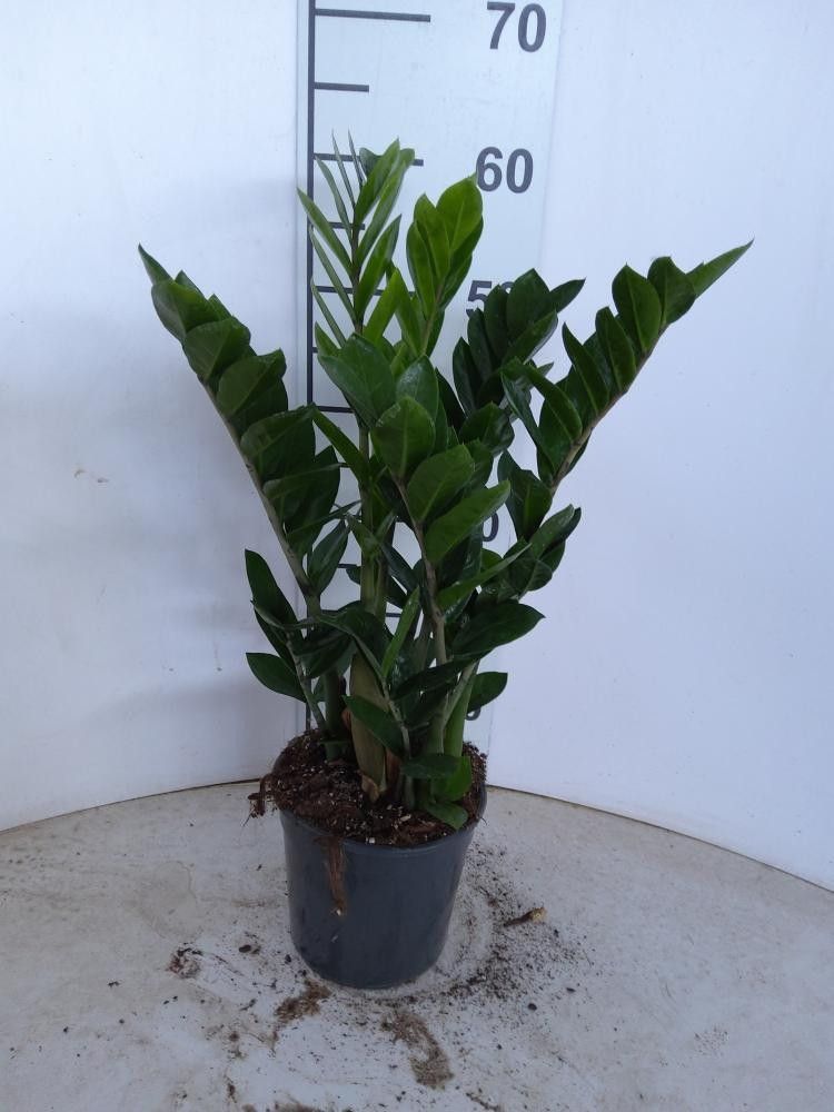 Zamioculcas zamiifolia 60cm 17cm Pot