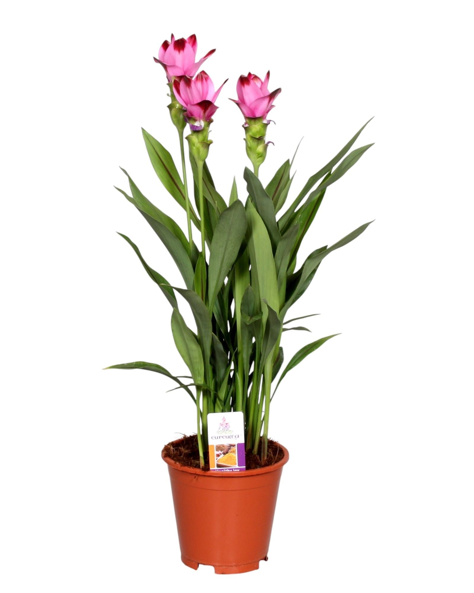 Curcuma Siam Splash 65cm 17cm Pot