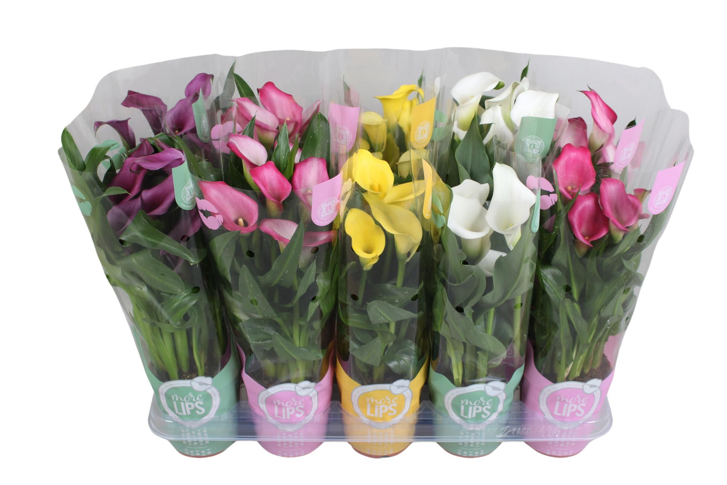 Zantedeschia mix in MoreLips 40cm 12cm Pot