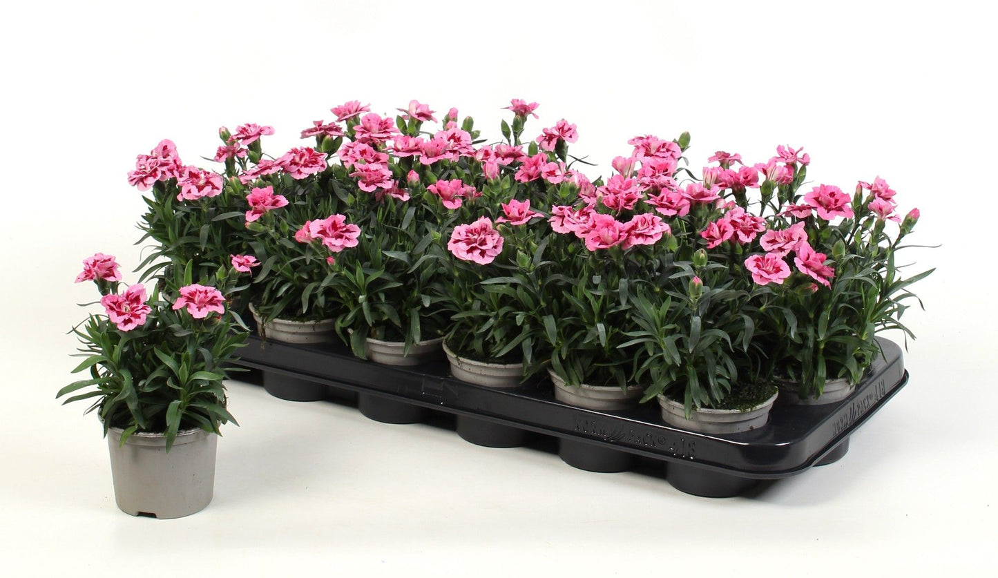 Dianthus Oscar Pink and Purple 15cm 9cm Pot