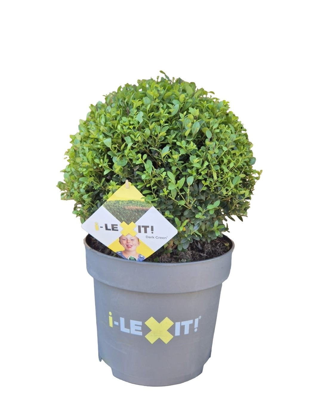 Ilex crenata Dark Green ball 60cm 29cm Pot
