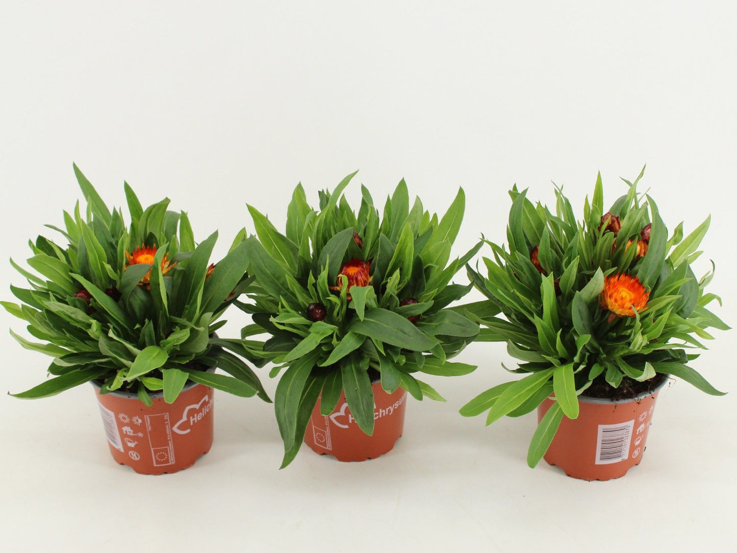 Xerochrysum Dreamtime Copper 25cm 12cm Pot