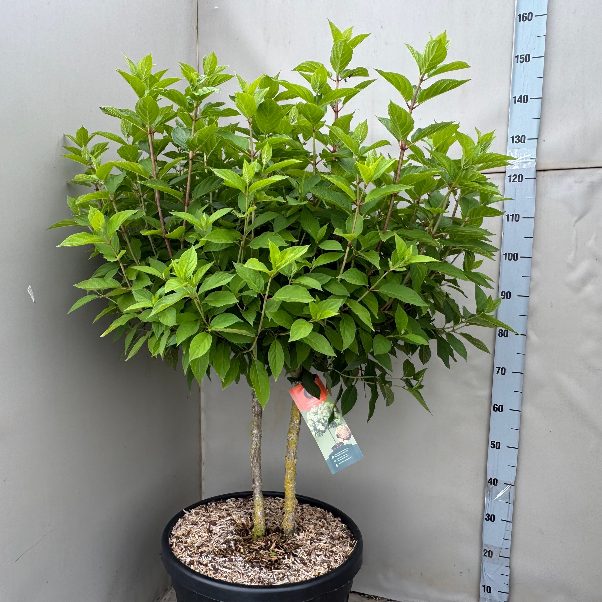 Hydrangea pan. Limelight 150cm 45cm Pot