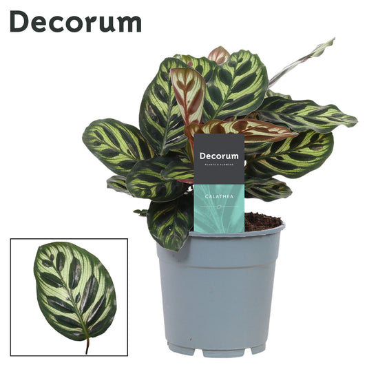 Calathea makoyana 30cm 12cm Pot