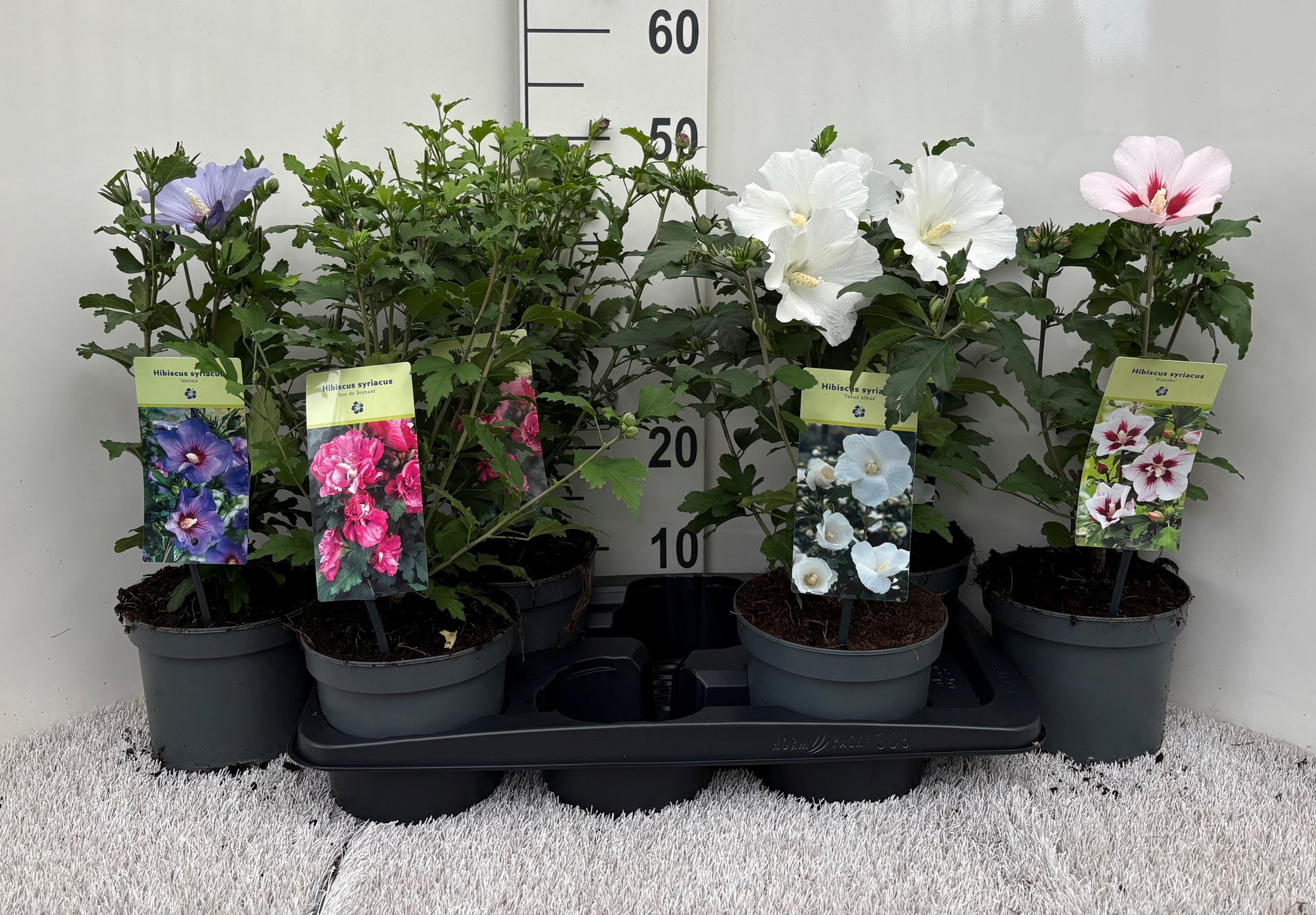 Leena Plant Hibiscus syriacus mix Pack of 6