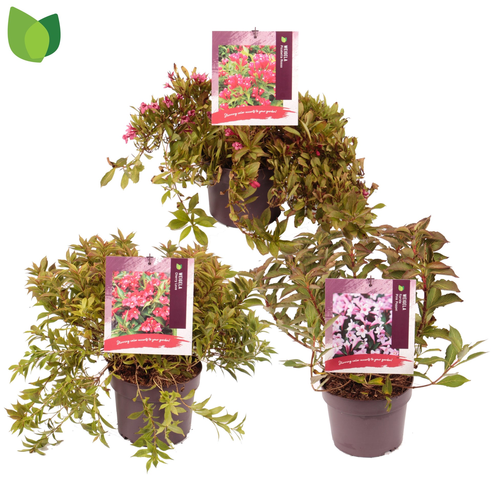 Weigela 30cm 19cm Pot