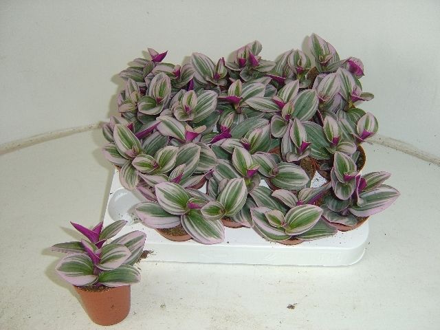 Tradescantia Nanouk 505cm Pot