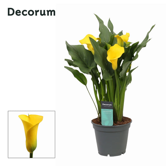 Zantedeschia Solo 60cm 17cm Pot