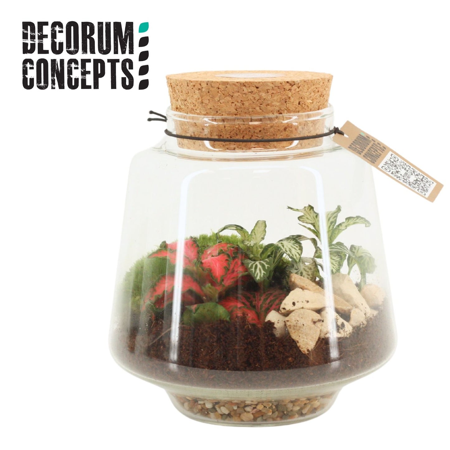arr. Terrarium Mercurius Small GCMES 12cm Pot