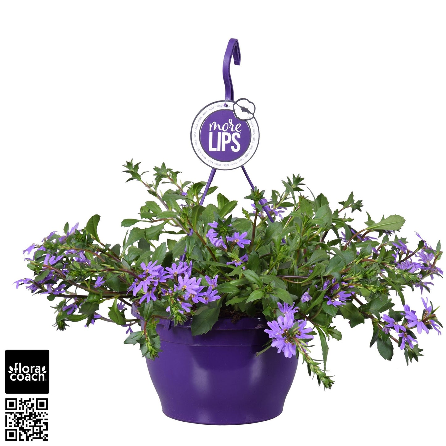 Scaevola Blue Touch 50cm 25cm Pot