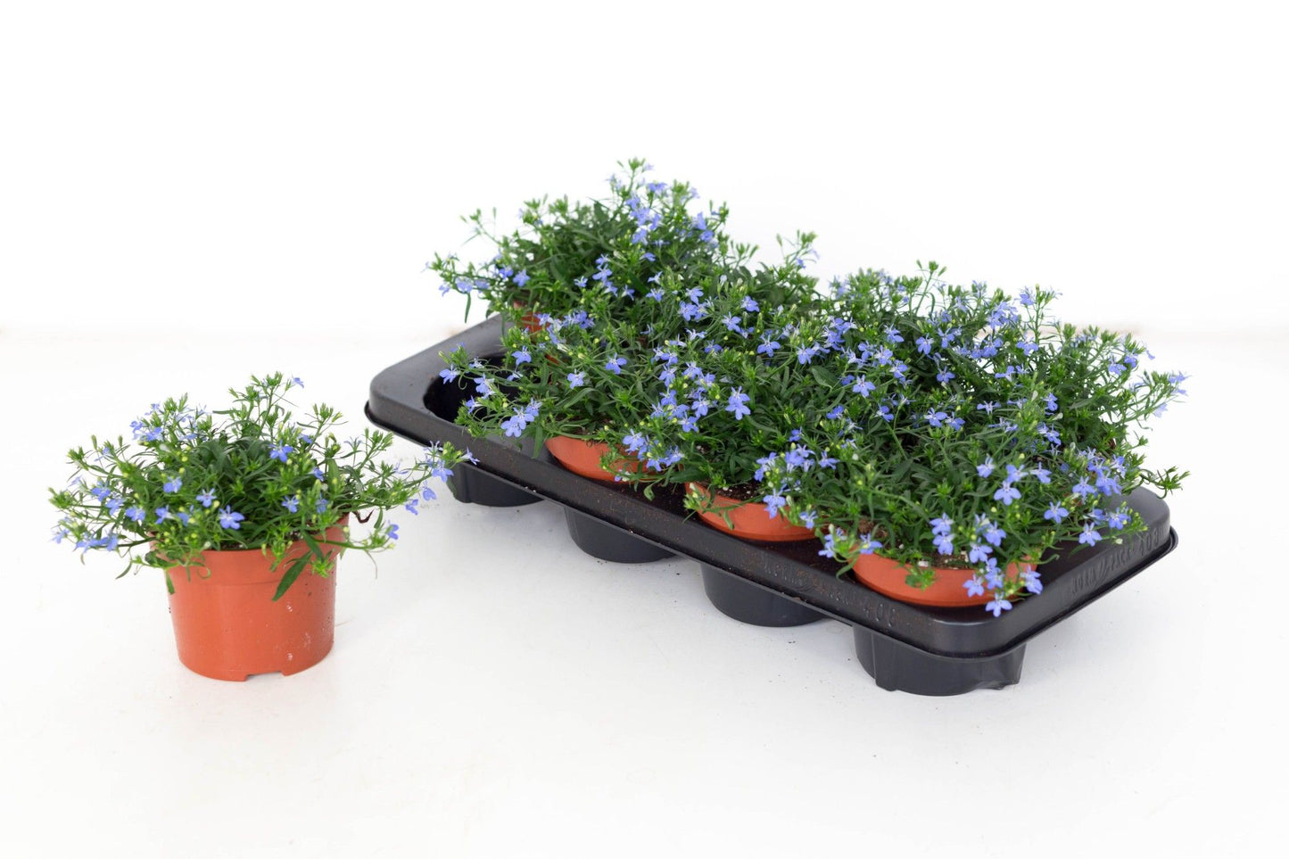 Lobelia Laguna Semitrailing Sky Blue 20cm 13cm Pot