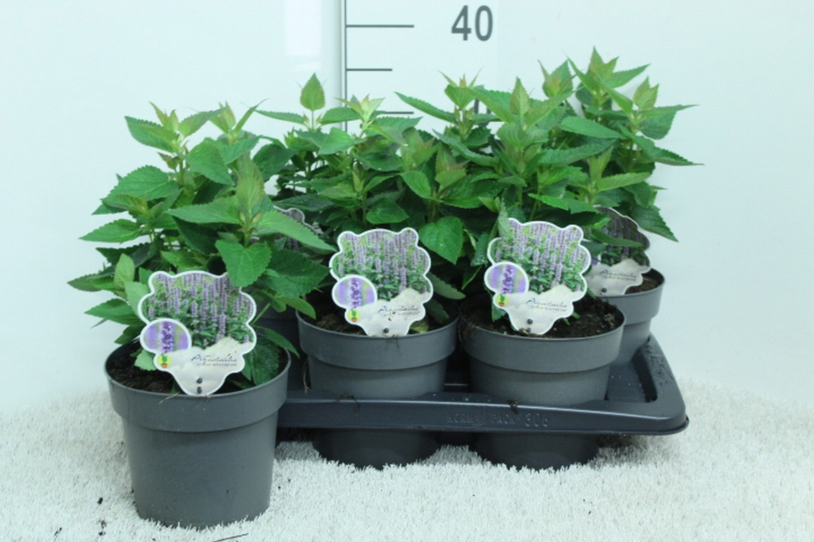 Agastache Blue Fortune 35cm 17cm Pot