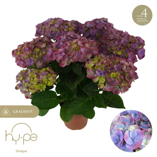 Hydrangea macr. Hi Island purple 40cm 14cm Pot