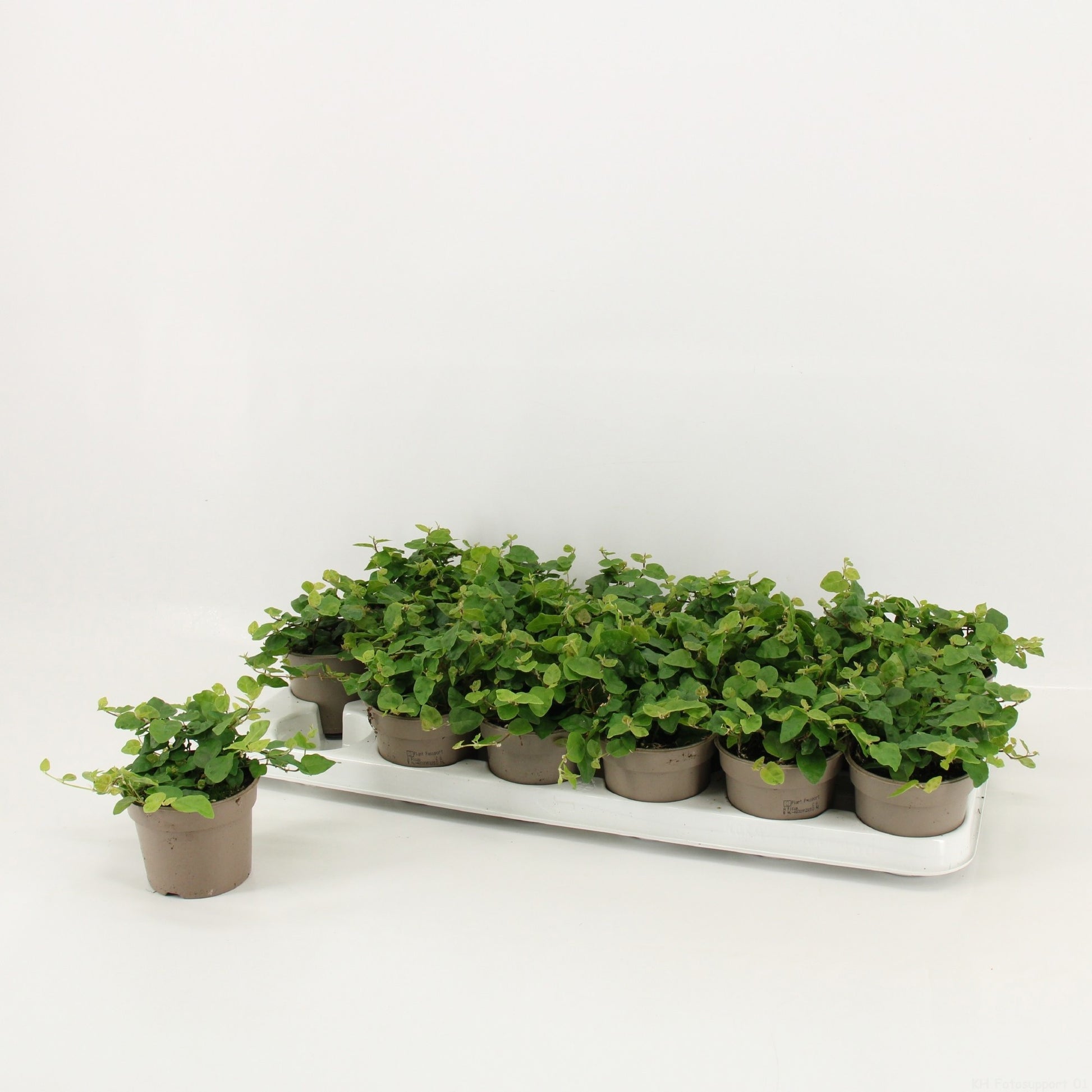 Ficus pum. Green Sunny 15cm 9cm Pot