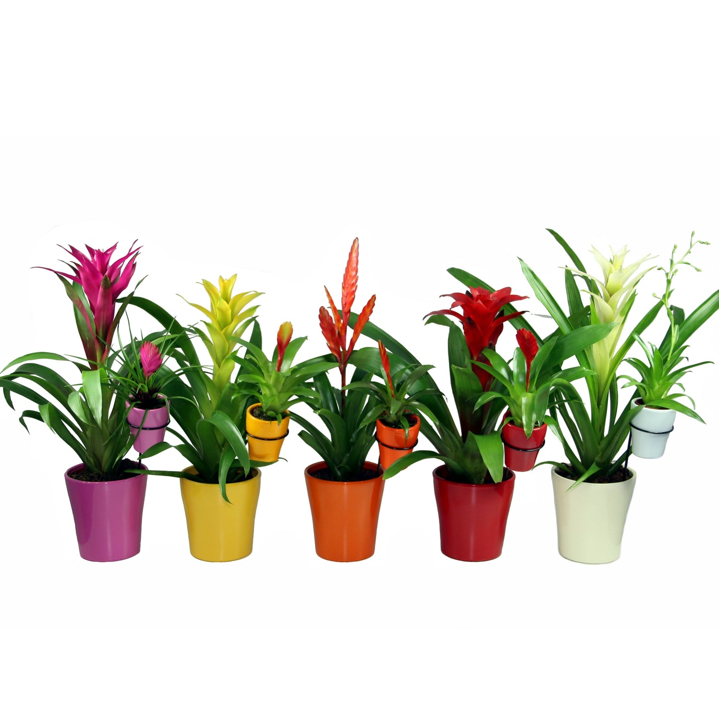 Bromelia mix mother & child 55cm 13cm Pot
