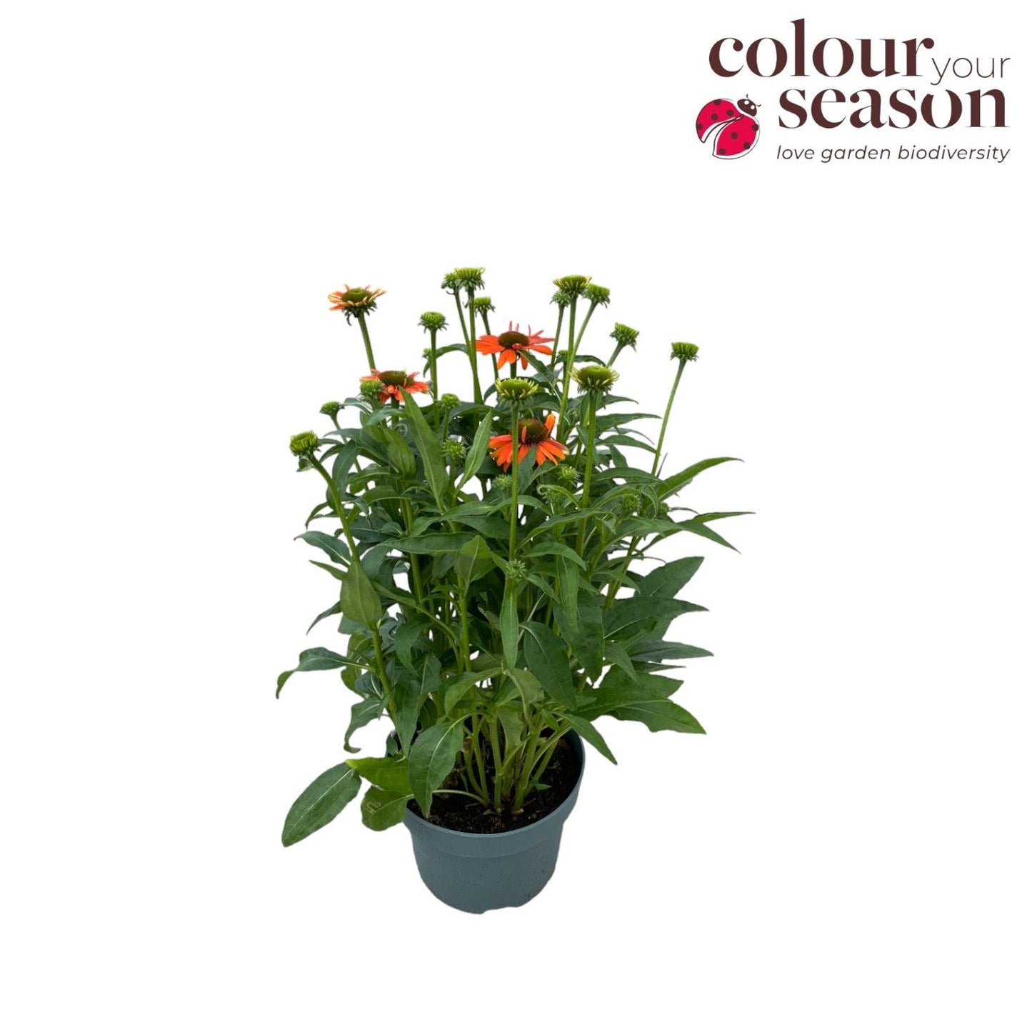 Echinacea Adobe Orange 50cm 19cm Pot