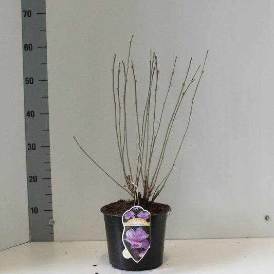 Hibiscus syr. Ardens 50cm 19cm Pot