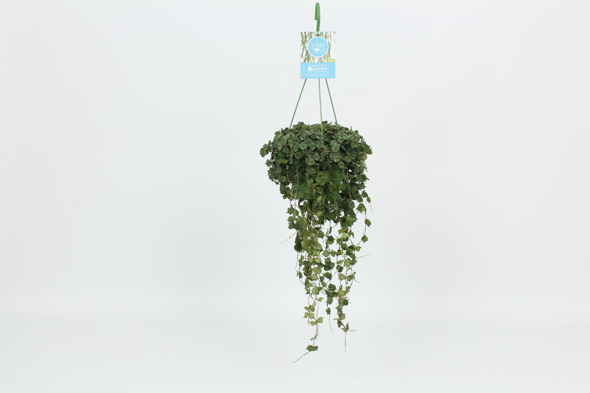 Hoya curtisii 30cm 14cm Pot
