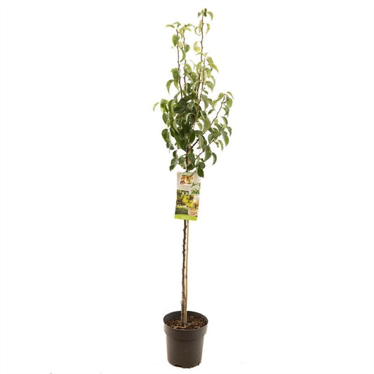 Pyrus Conference halfstam 200cm 27cm Pot