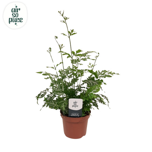 Pteris Evergemiensis 15cm 9cm Pot