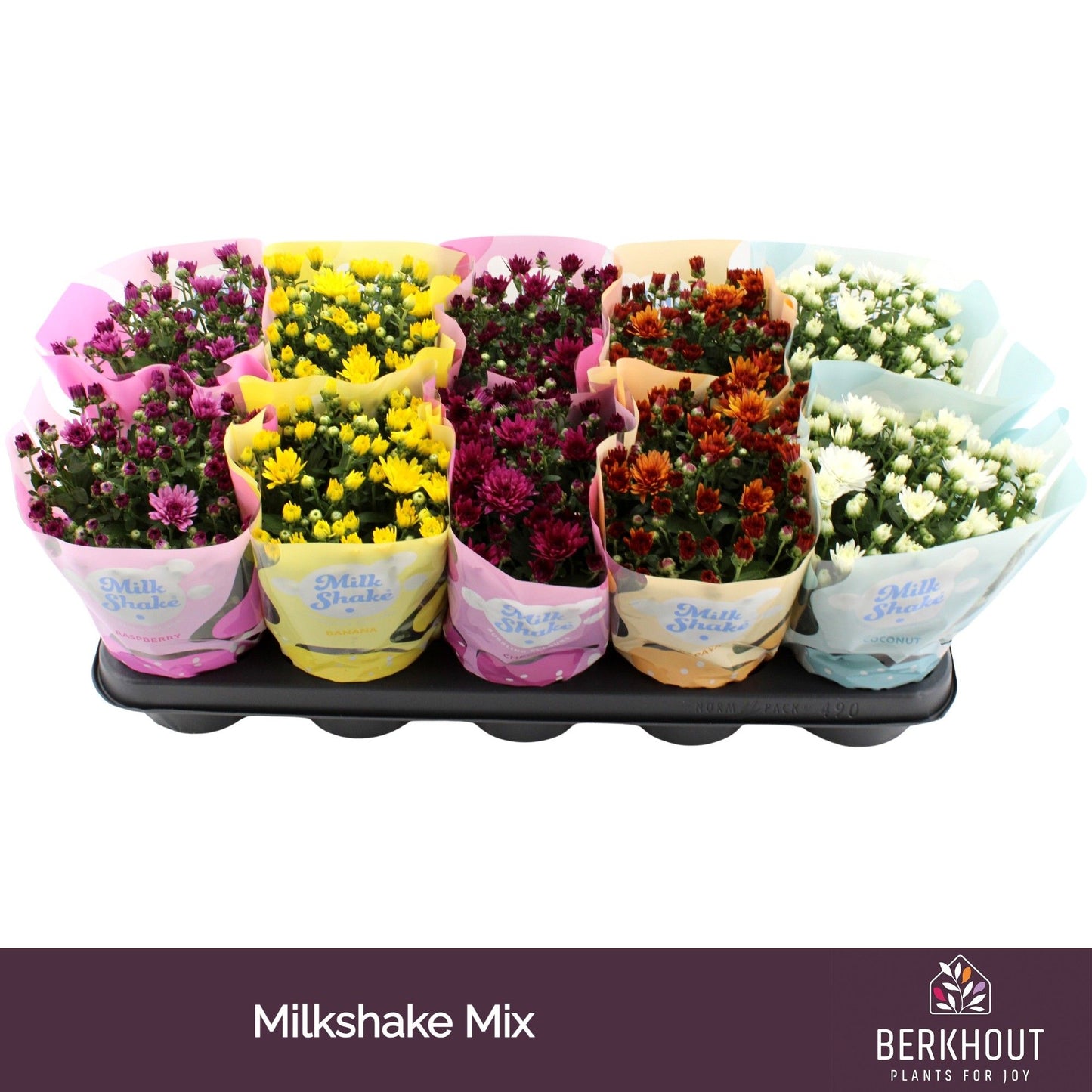 Chrysanthemum Milkshake mix 23cm 12cm Pot