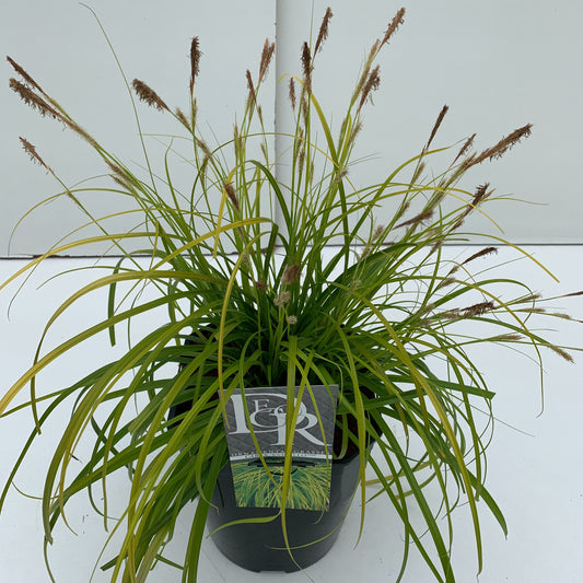 Carex osh. Evercolor Everillo 40cm 23cm Pot