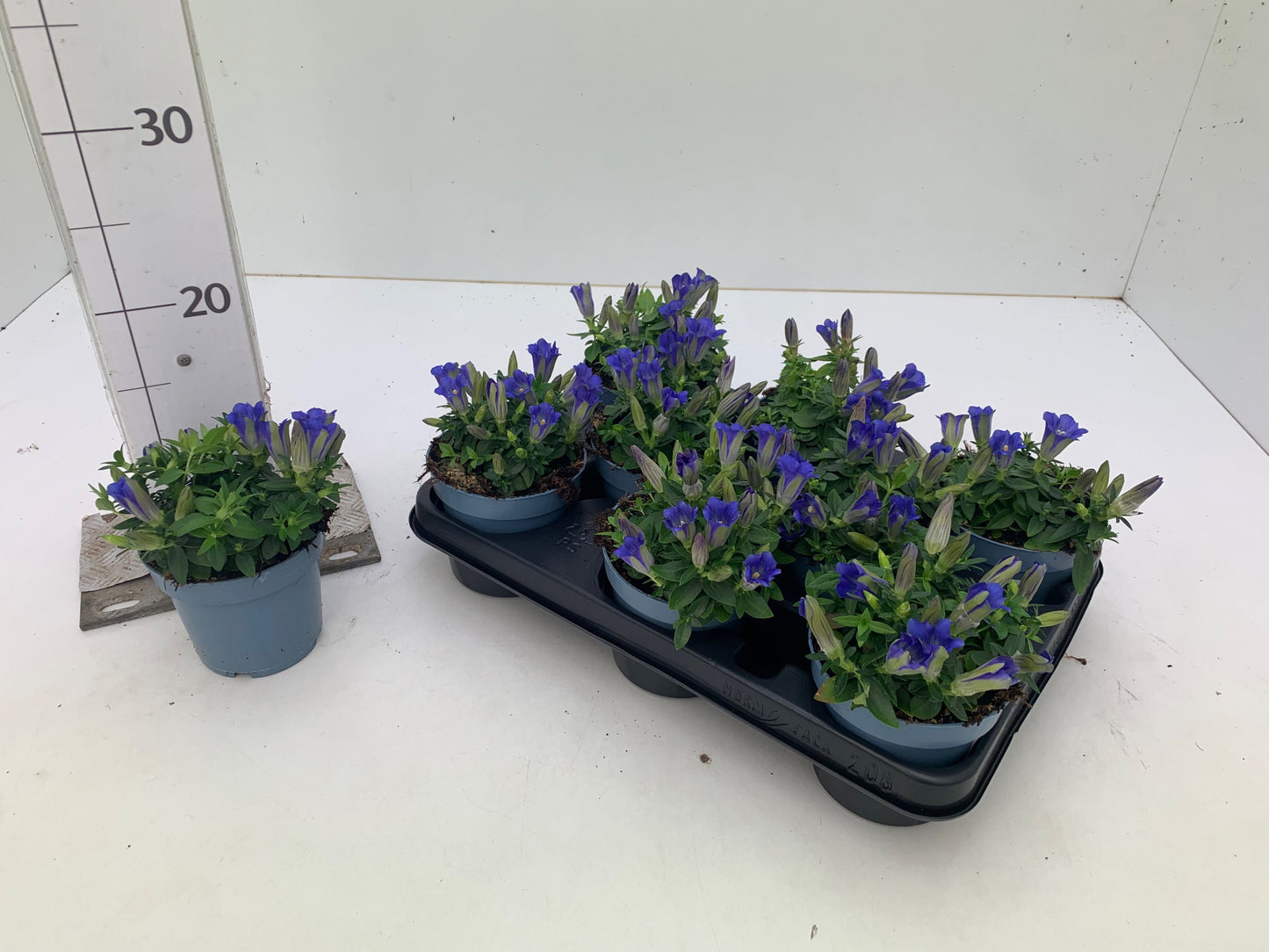 Greiving Blumen GbR Gentiana sc. Luis Blue Pack of 8